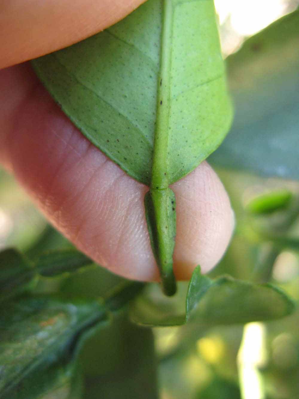              Petiole (Winter Haven, FL)       